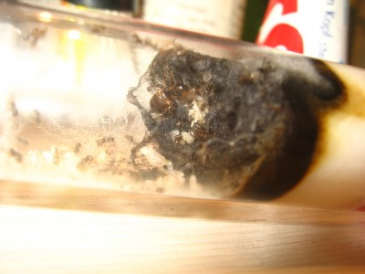 Das schwarze Grauen.JPG