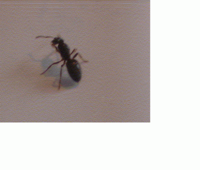 Ameise 3.gif