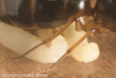 Camponotus Australien -010-(450)+C.jpg