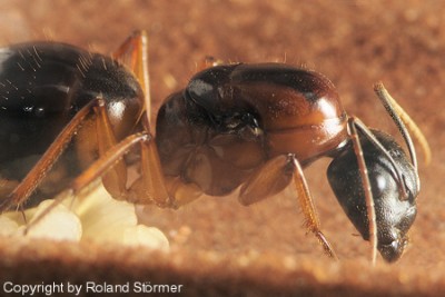 Camponotus Australien -008-(450)+C.jpg