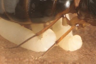Camponotus Australien -007-(450).jpg