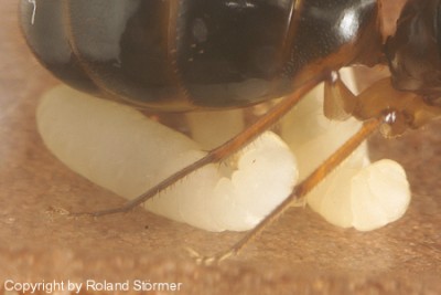 Camponotus Australien -006-(450)+C.jpg