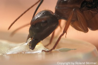Camponotus Australien -004-(450)+C.jpg