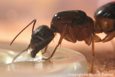 Camponotus Australien -003-(450)+C.jpg
