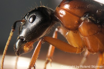 Camponotus Australien -002-(450)+C.jpg