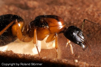 Camponotus Australien -018-(450)+C.jpg