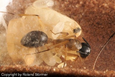 Camponotus Australien -017-(450)+C.jpg