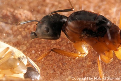 Camponotus Australien -016-(450)+C.jpg