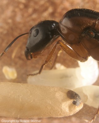 Camponotus Australien -015-(450)+C.jpg