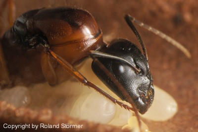 Camponotus Australien -011-(450)+C.jpg