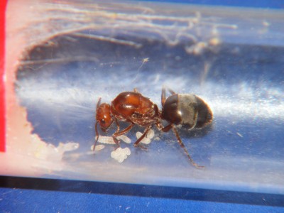 Myrmecocystus_20071008_5.jpg