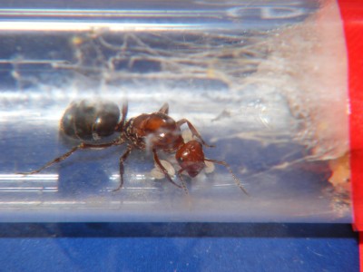 Myrmecocystus_20071008_4.jpg