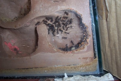 new ant pics 013.jpg