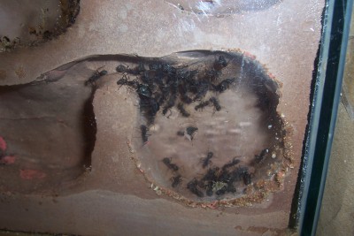 new ant pics 010.jpg