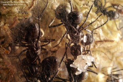 Polyrhachis dives -Jungkolonie-Herbst2007-Bild002-(800)+C.jpg