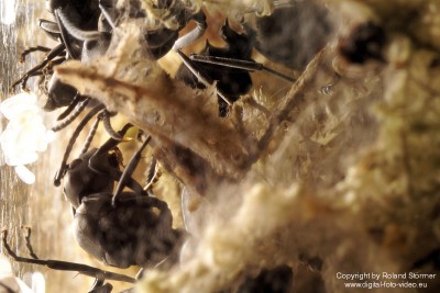 Polyrhachis dives -Jungkolonie-Herbst2007-Bild001-(800)+C.jpg