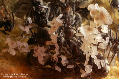 Polyrhachis dives -Jungkolonie-Herbst2007-Bild011-(800)+C.jpg