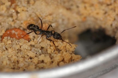 Ectatomma ruidum worker auf dem Heimweg.jpg