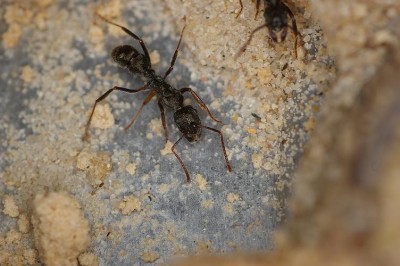 Ectatomma ruidum worker 2.jpg