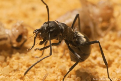 Polyrhachis dives -Jungkolonie-Herbst2007-Bild019-(800)+C.jpg