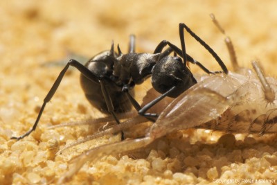 Polyrhachis dives -Jungkolonie-Herbst2007-Bild018-(800)+C.jpg