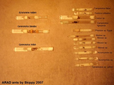ants.JPG