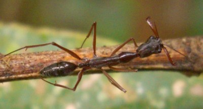 Odontomachus.JPG