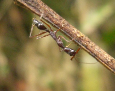 Odontomachus hairs.JPG