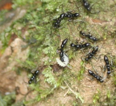 Amblypone larvae.jpg