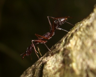 Odontomachus final.JPG