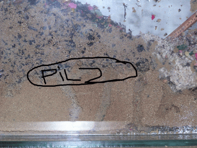 wo der zweite Pilz ist.gif