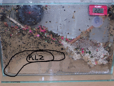 Hier die Makierung wo der zweite Pilz ist.gif