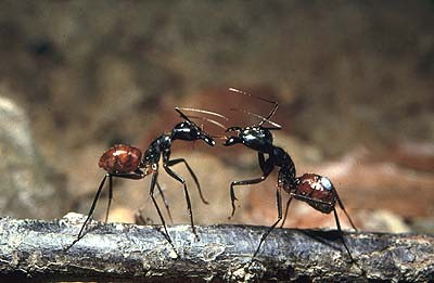 camponotus-gigas-abb22.jpg
