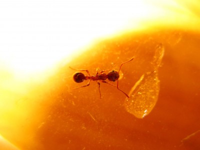 IMG_1725  GENIAL.JPG