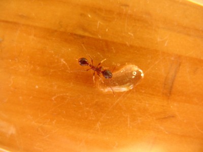 IMG_1713  GENIAL.JPG