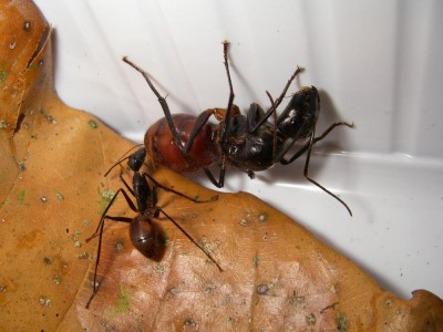 camponotus gigas.JPG