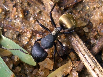 Camponotus_sericeus.jpg