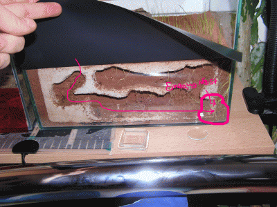 hier nochmal der Eingang zum Nest wo sie den Stein angebissen haben!.gif