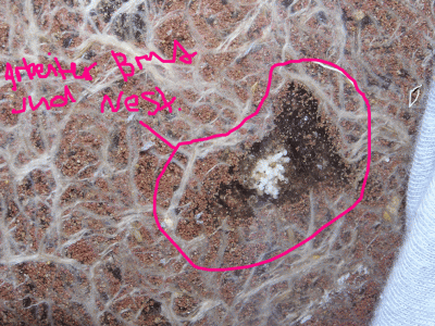 Hier ist gut das neue Nest mit Brut zu sehen!.gif