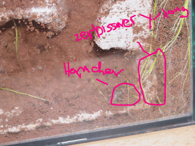 Hier gut zu sehen das von ganz oben rein getragenen Heimchen,und der eingang zum Nest wo der Y-tong zerbissen wurde!.gif