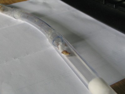 Nylanderi feedimg.JPG