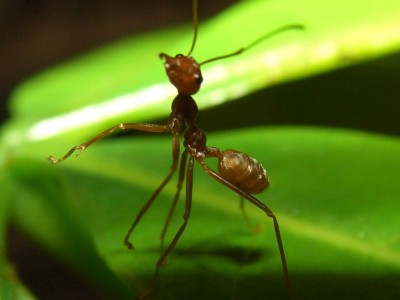 Weberameisen003.jpg