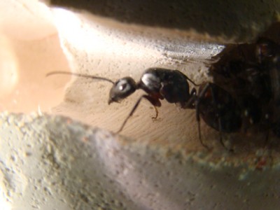 new camera photo's 011.jpg