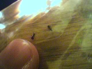 ant2.JPG