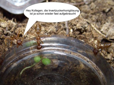 weberameisen beim trinken.jpg