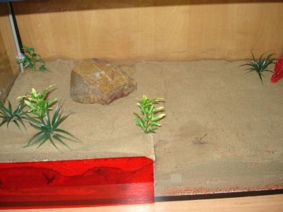 P.impressa  Becken.jpg