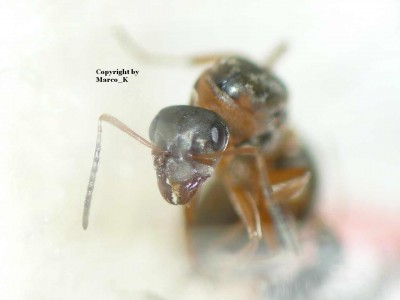 Formica cinerea bei Marco_K.JPG