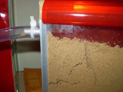Lasius niger im neuen Heim.JPG