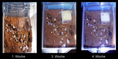 30. Tag Gewölbe.jpg