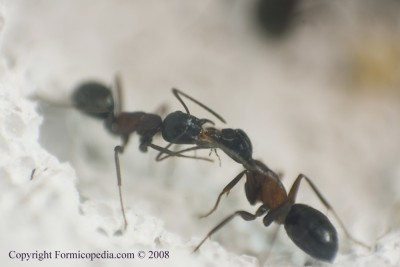 IMGP0063formicopedia.jpg